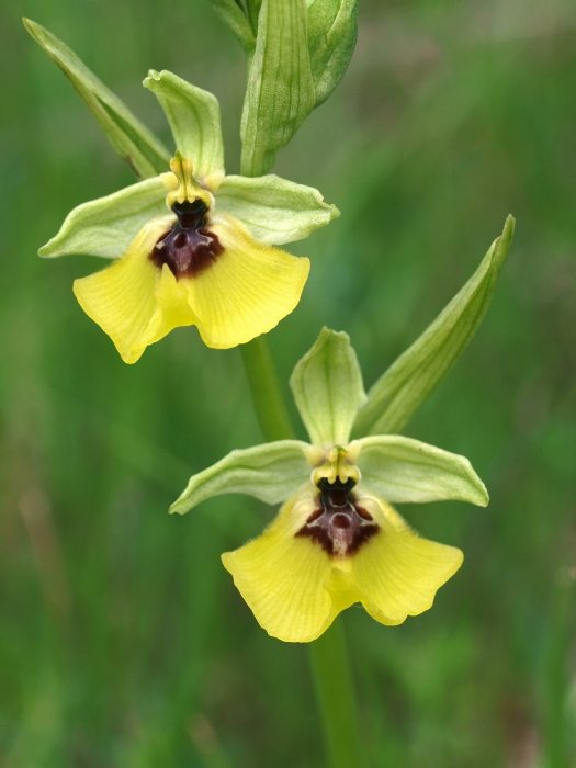 O. lacaitae.jpg