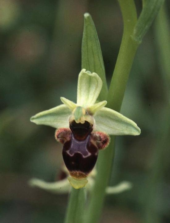 O. conradiae hab.jpg