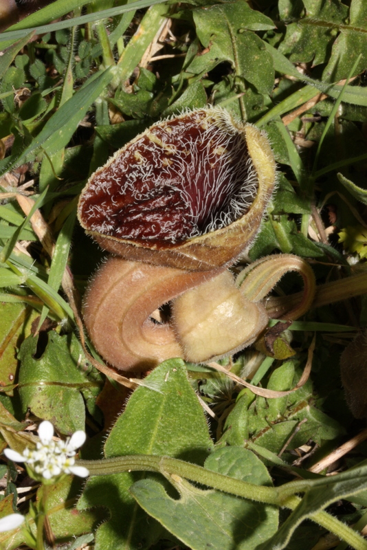 + Aristologia Mavratzei  S76 8-4-2011   (9).JPG