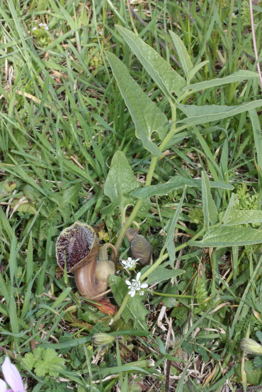 + Aristologia Mavratzei  S76 8-4-2011   (12).JPG