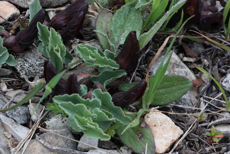 + Aristologia Paghondas S27 30-3-2011  (3).JPG