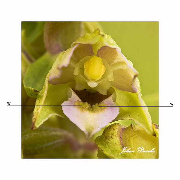 epipactis.jpg