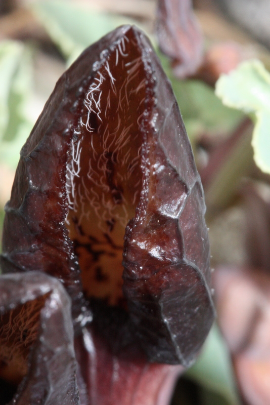 + Aristologia Paghondas S27 30-3-2011  (8).JPG