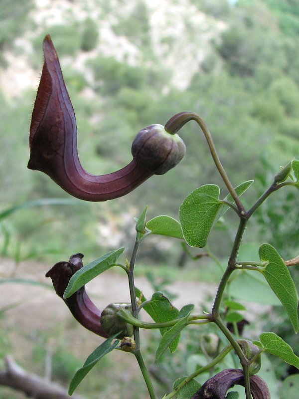 aristolochia beatica.jpg