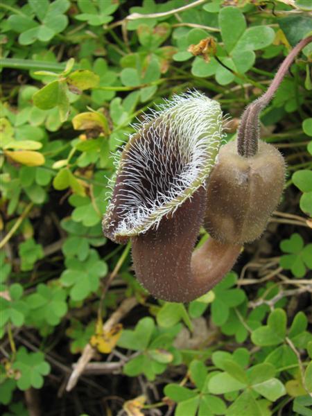 aristolochia cretica.jpg