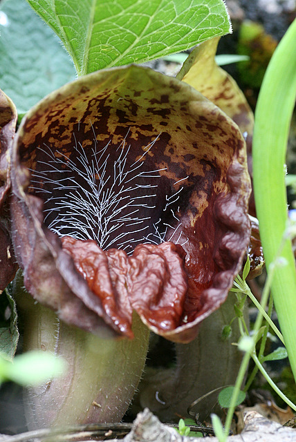 Astrolochia - Kas-1.JPG