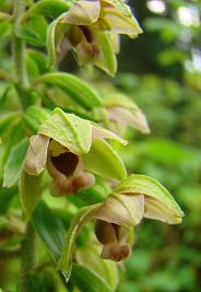 Kopie van DSC00120 Epipactus helleborine - breedbl wespenorchis 4-8-2011 Predazzo.JPG