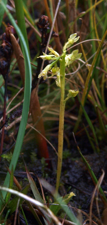 H. paludosa Mosbeek O 04-09-11 (15b).jpg