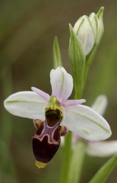 ophrys picta.JPG