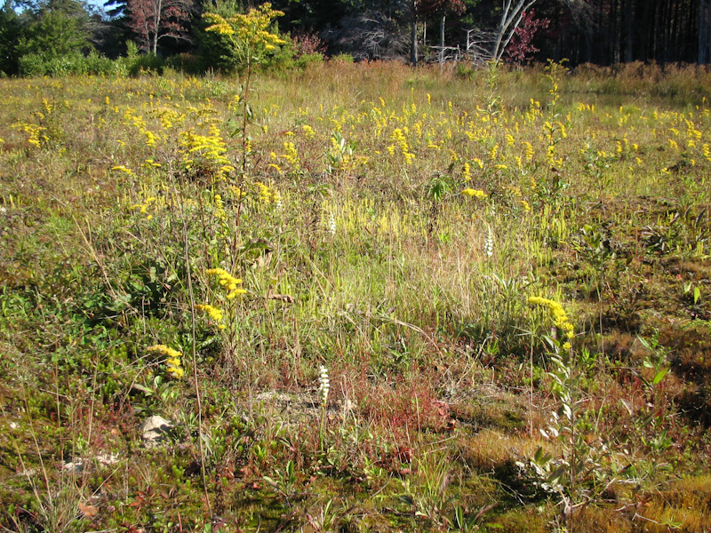 S. cernua (foto Rien Schot, X05_0022).jpg