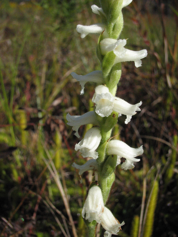 S. cernua (foto Rien Schot, X05_0038).jpg