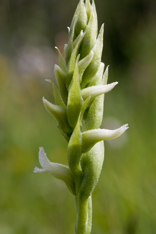 S. romanzoffiana (foto Ed van Wijngaarden, _MG_0411).jpg