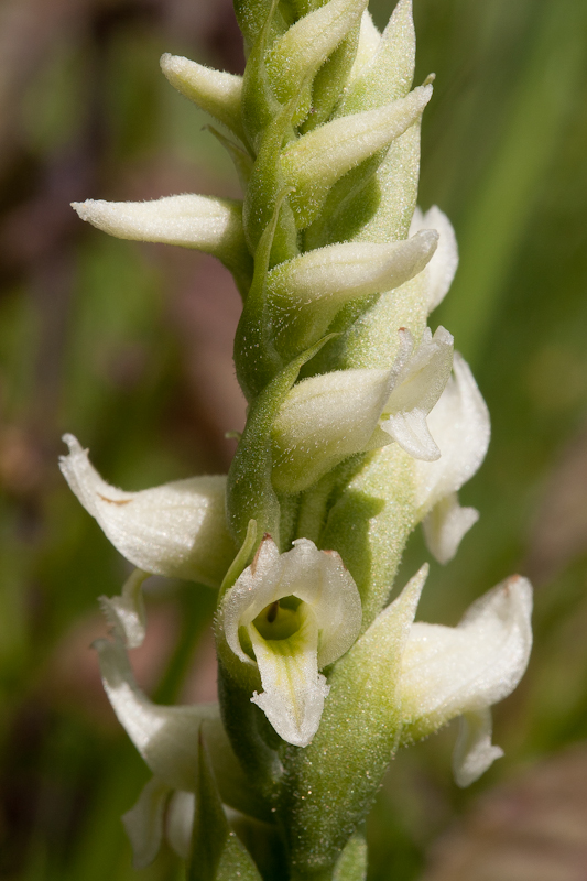 S. romanzoffiana (foto Ed van Wijngaarden, _MG_0421).jpg