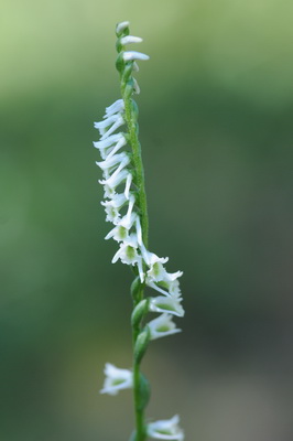 Canada 2010_0291 Spiranthes lacera.JPG
