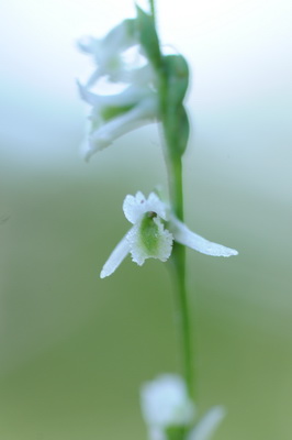 Canada 2010_0296 Spiranthes lacera.JPG