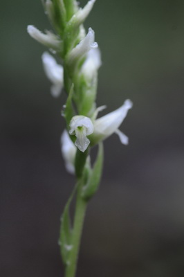 Canada 2010_0696 Spiranthes romanzoffiana.JPG