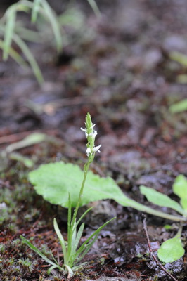 Canada 2010_0701 Spiranthes romanzoffiana.JPG