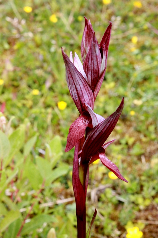 S. vomeracea Zelhem 080609-5.JPG
