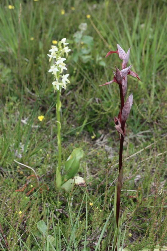 S. vomeracea met P. bifolia Bargerveen Drenthe 15062011 (2).JPG