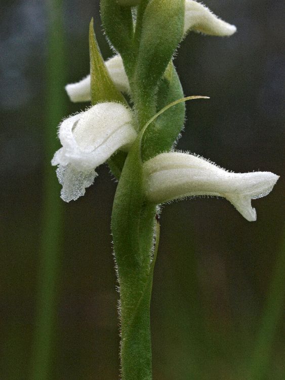 Spiranthes spec.  09-09-11 (1).jpg