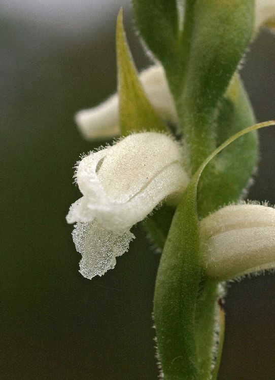 Spiranthes spec.  09-09-11 (2).jpg