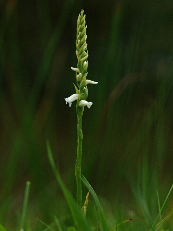 Spiranthes spec.  09-09-11 (5).jpg