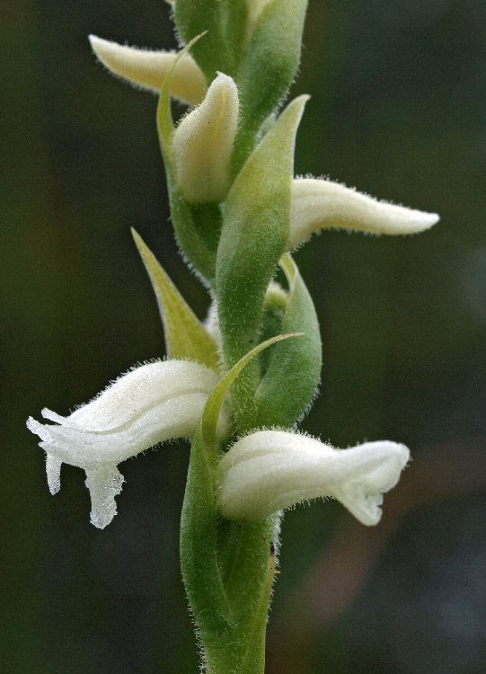 Spiranthes spec.  09-09-11 (4).jpg