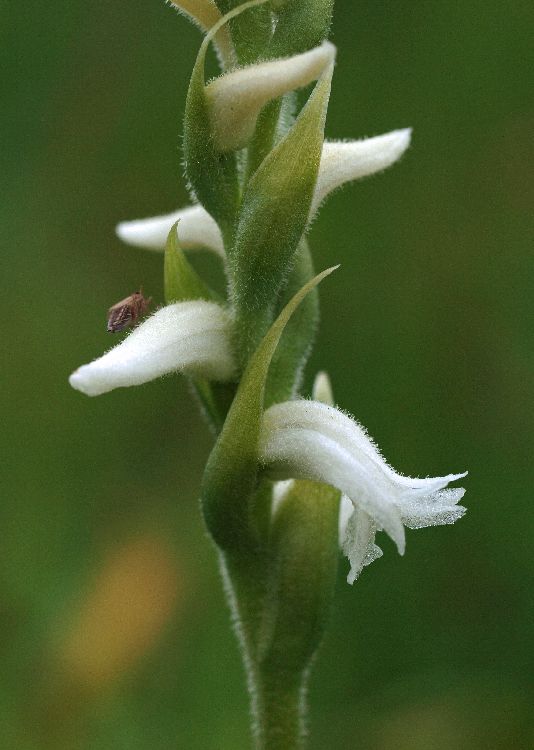Spiranthes spec.  09-09-11 (6).jpg