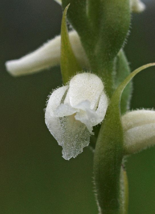 Spiranthes spec.  09-09-11 (7).jpg