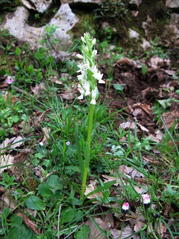 Orchidee plant Gargano gebergte 08-04-2008.JPG
