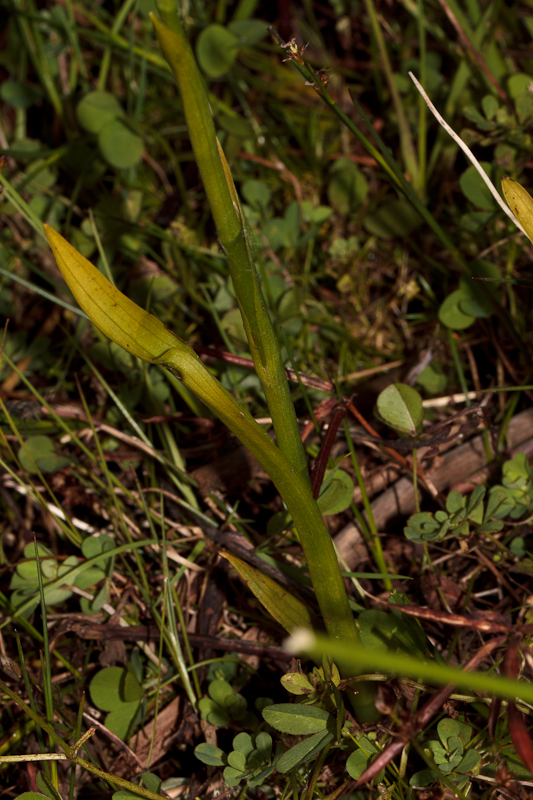 7 - Spiranthes cernua var. odorata (foto Rien Schot, D11_3902).jpg