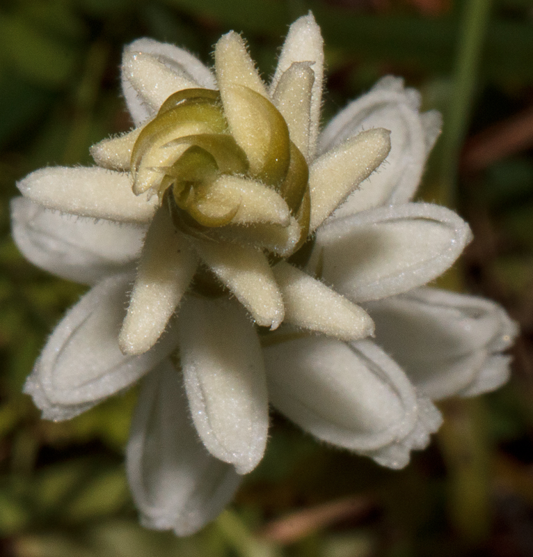 6 - Spiranthes cernua var. odorata (foto Rien Schot, D11_3865).jpg