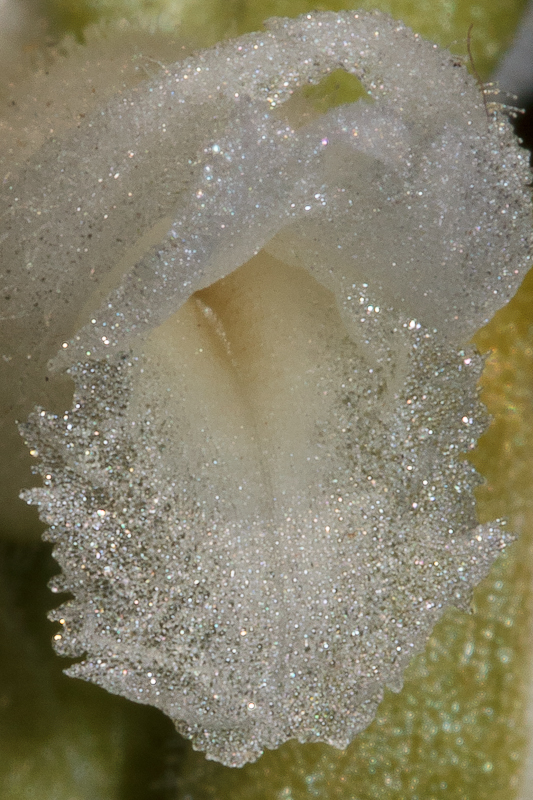 5 - Spiranthes cernua var. odorata (foto Rien Schot, D11_3860).jpg