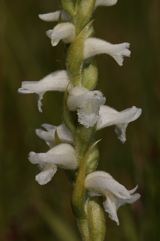 3 - Spiranthes cernua var. odorata (foto Rien Schot, D11_3863).jpg