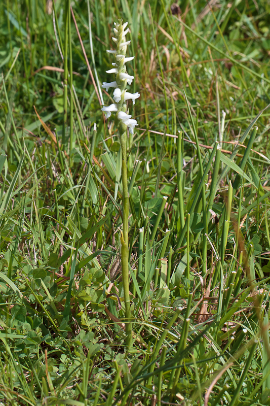 2 - Spiranthes cernua var. odorata (foto Rien Schot, D11_3910).jpg