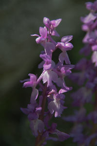 pic 4 termes orchidee.IMGP8666..jpg
