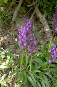 pic 4 termes orchidee.IMGP8667..jpg