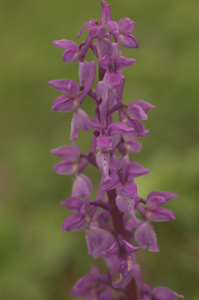 Orchis mascula of langei klein.IMGP8818..jpg