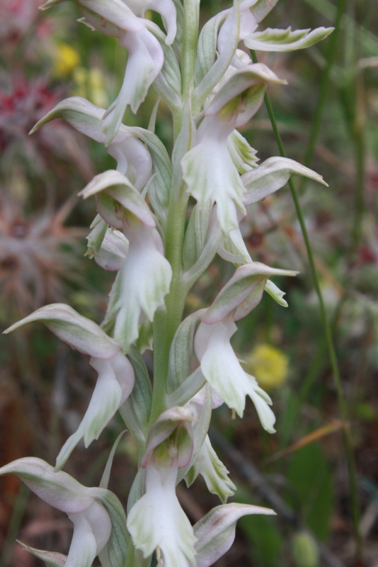 A. sancta fo. albiflora Lardos- M. Ipsenis 300409 RO135 -2.jpg