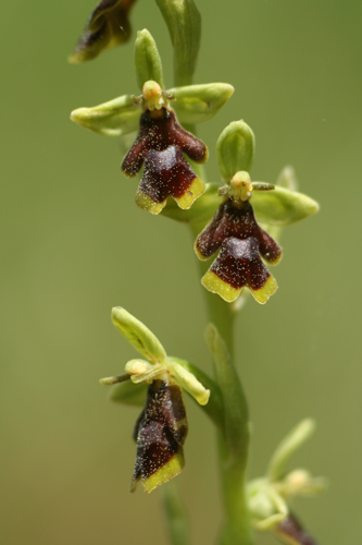 Vliegenorchis verkleind.jpg