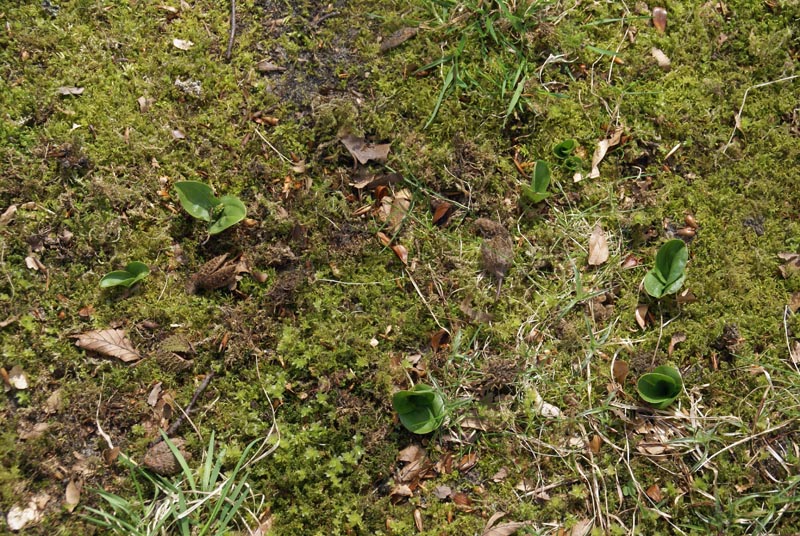 Listera ovata nabij Haarlem, 6-4-12