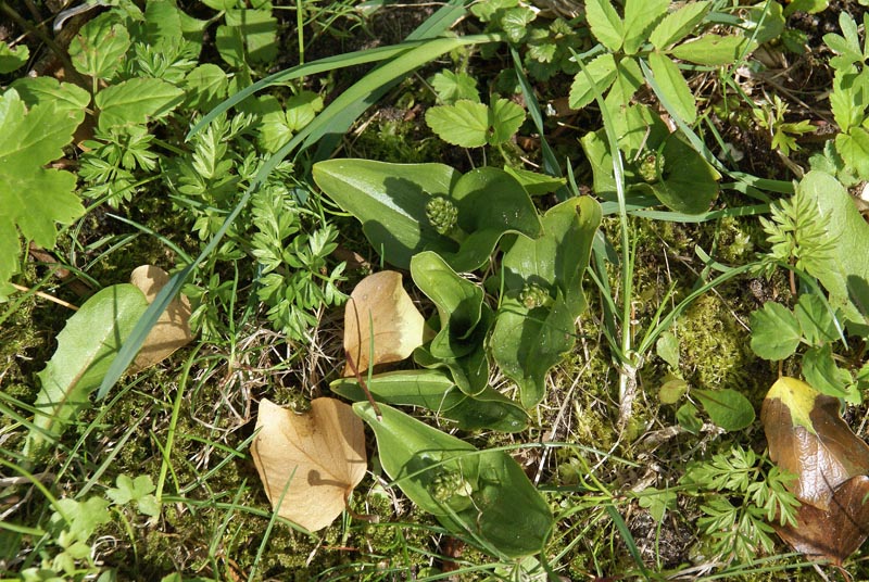 Listera ovata nabij Haarlem, 6-4-12