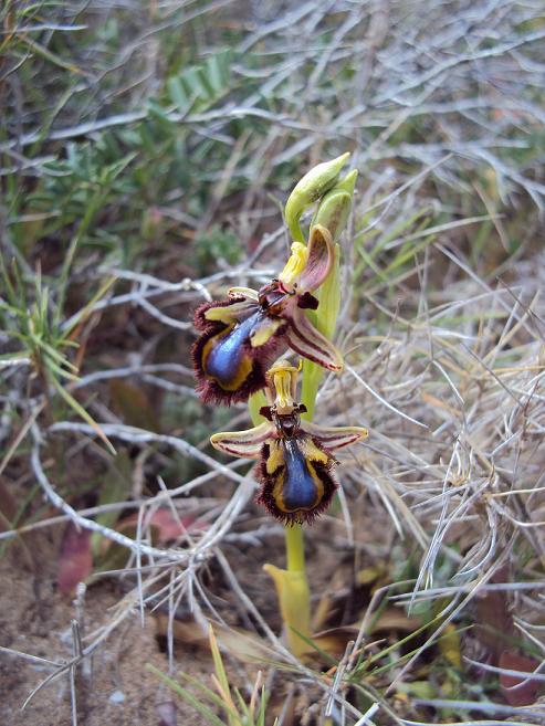 ophrys11.JPG