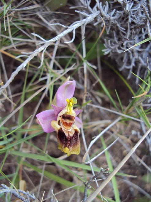 ophrys22.JPG
