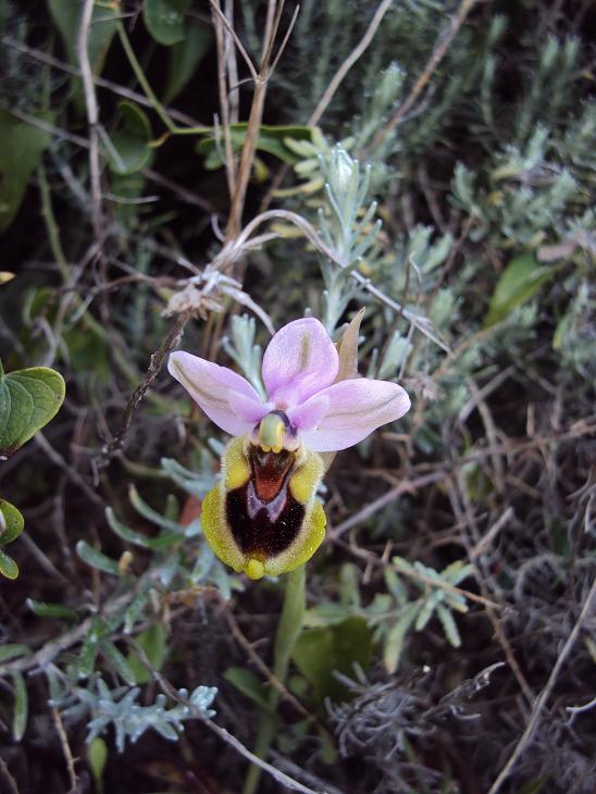 ophrys33.JPG