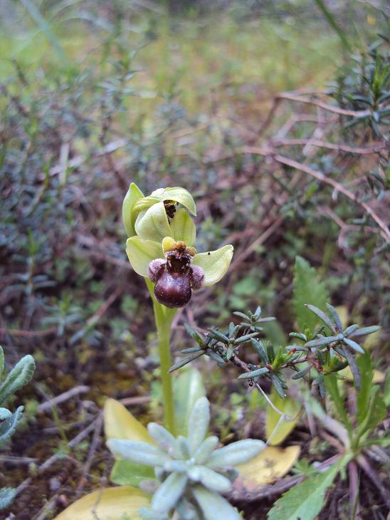 ophrys44.JPG