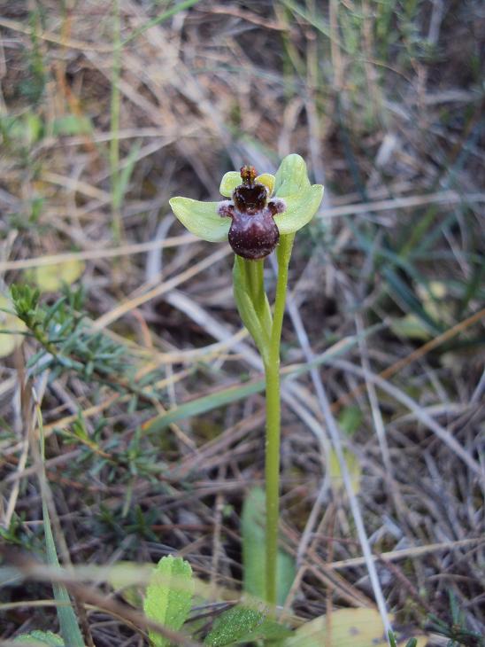 ophrys55.JPG
