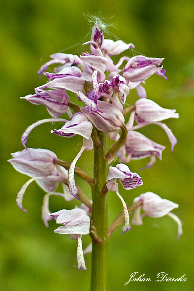 JD_20070519_174 kopie.jpg