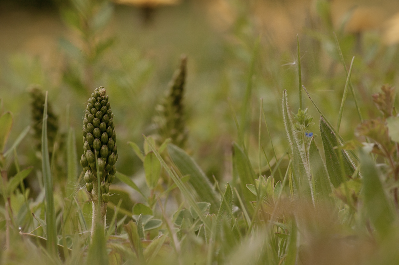 ovata_loseraie.jpg