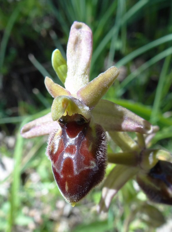 Ophrys bloem.jpg